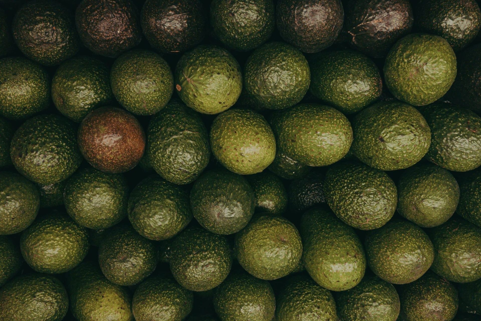 Fuerte Avocado